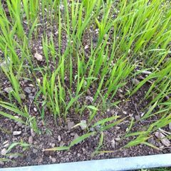 ハッピーヒルの苗　100本くらい　育苗箱おつけします。の画像