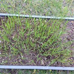 ハッピーヒルの苗　100本くらい　育苗箱おつけします。の画像