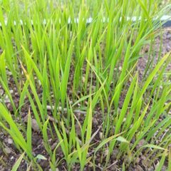 ハッピーヒルの苗　100本くらい　育苗箱おつけします。の画像