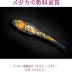 🌸ALL1000円🏮👘✨The parkでメダカ祭り🏮👘✨はるい...