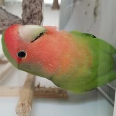 交渉中　コザクラインコ雄1才白文鳥雄1才ノーマル文鳥雄1才
