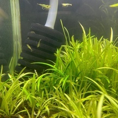 ミナミヌマエビ10匹セット