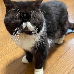 珍しい黒色のエキゾチックの男の子　のり君
