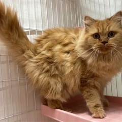 フワフワの長毛サイベリアンのアースちゃん