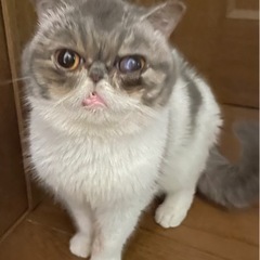 小柄なエキゾチック　おっとりした、タマさん