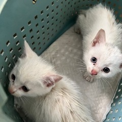 【相談中】　子猫2匹　助けてください