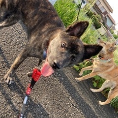 里親募集中 - 犬