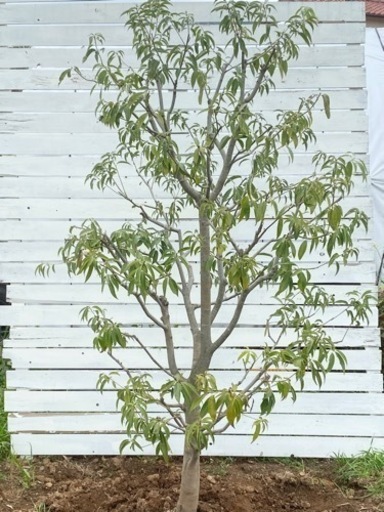 シラカシ　2m  掘りとり　シンボルツリー　目隠し　庭　庭木　植物生活雑貨 家庭用品 ガーデニング