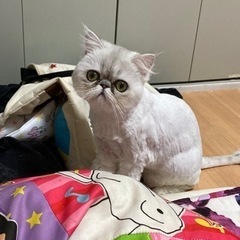 引越しの為の画像