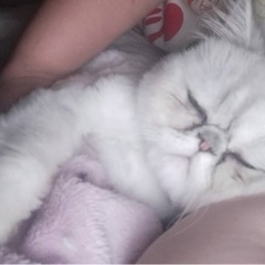 引越しの為 - 猫