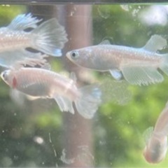 改良めだか100円〜の画像