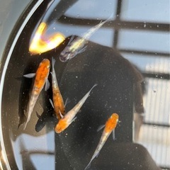 改良めだか100円〜の画像