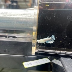 改良めだか100円〜の画像