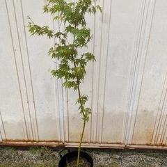 　モミジ　1.5m　庭木　生活雑貨 ガーデニング