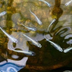 メダカ稚魚(ミユキ、楊貴妃、黒/白メダカ、他)格安でおわけ致します。の画像