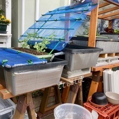 メダカ稚魚(ミユキ、楊貴妃、黒/白メダカ、他)格安でおわけ致します。の画像