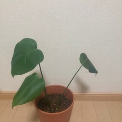 モンステラ