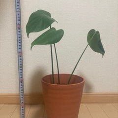 モンステラの画像