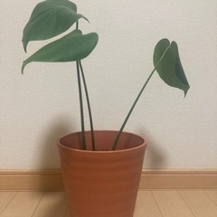 モンステラの画像