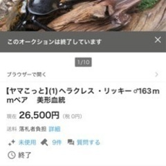ヘラクレスリッキー144mm ペアの画像