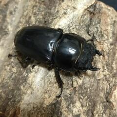 「お取引中」スマトラヒラタクワガタ 成虫ペアの画像