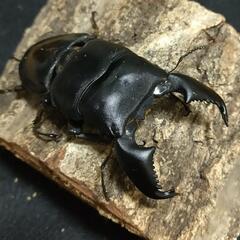 「お取引中」スマトラヒラタクワガタ 成虫ペア