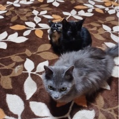 新しい家族探してます