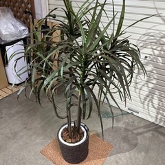 【売却済】fakegreen/フェイクグリーン　ドラセナ・コンシンネ　観葉植物の画像