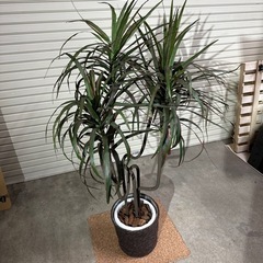 【売却済】fakegreen/フェイクグリーン　ドラセナ・コンシンネ　観葉植物の画像