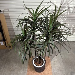 【売却済】fakegreen/フェイクグリーン　ドラセナ・コンシンネ　観葉植物の画像