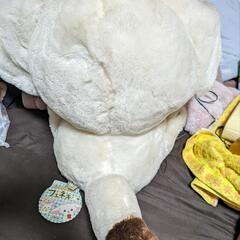 フェネックギツネ⭐フェネック⭐BIGの画像