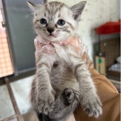 ☆里親さん決定☆シャムキジ？？サビママの画像