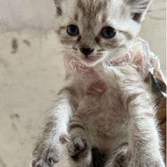☆里親さん決定☆シャムキジ？？サビママ - 猫