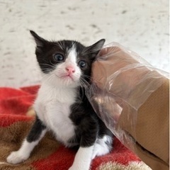 ハチワレちゃんとサビママ