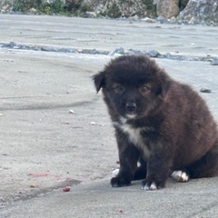 琉球犬ミックス