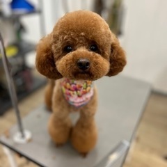 カットモデル募集　わんちゃん