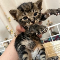 しまねこ