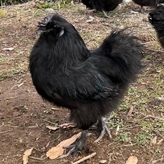 にわとりのえさ