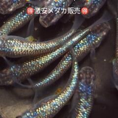 🌸ALL1000円🌷ஐ೨🌸はるいろめだか🌸ஐ೨激安販売🌷5月19...