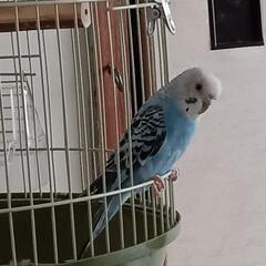 セキセイインコ（女の子、1歳8ヶ月）