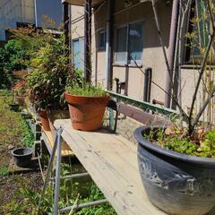 【取引中につき一旦募集停止】植木鉢たくさんの画像