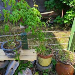 【取引中につき一旦募集停止】植木鉢たくさん