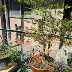 【取引中につき一旦募集停止】植木鉢たくさんの画像