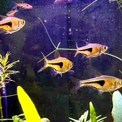 【熱帯魚】ラスボラエスペイ　3匹セットの画像