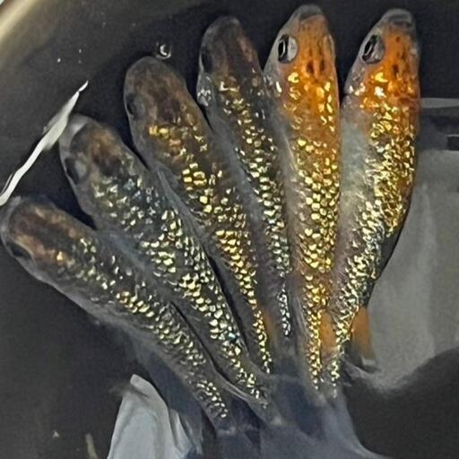 改良メダカ⭐シンヘイキ⭐成魚ワンペア