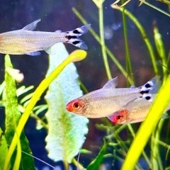 【熱帯魚】ラミーノーズテトラ　3匹セット