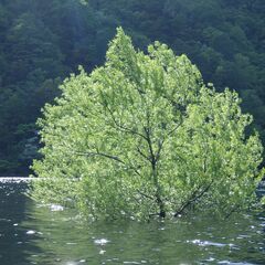 山形県鶴岡市・荒沢湖・新緑とミニ水没林レイクパックラフト体験 − 山形県