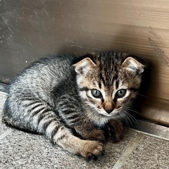 折れ耳の黒キジちゃん