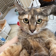 写真では表せない可愛いお顔の麦わら猫の女の子♡エイズ陰性でした！ - 東かがわ市