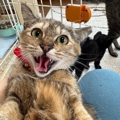 写真では表せない可愛いお顔の麦わら猫の女の子♡エイズ陰性でした！ - 猫
